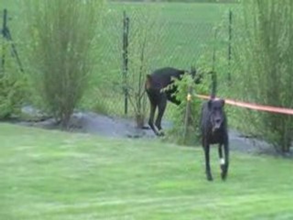 partie de jeu dans le jardin