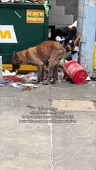 She saved this stray dog eating trash ❤️ @Bristexastails