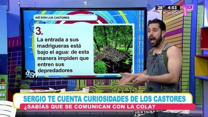 Curiosidades sobre los castores