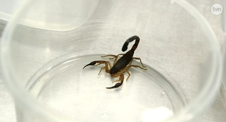 Mundo Verde: Los Alacranes y su aporte al ambiente