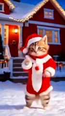 Funny | entertaining | cute cat | do not laugh | try not to laugh