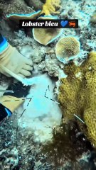 Catch the Big Lobster on the ocean