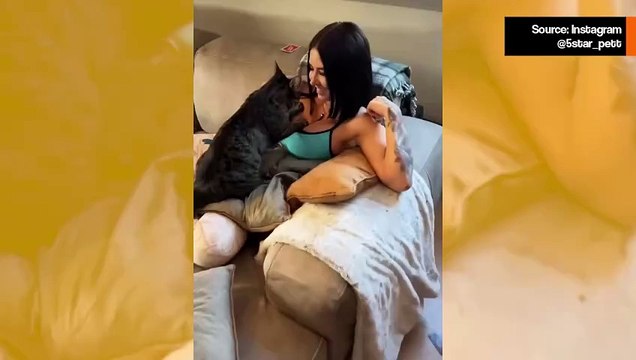 Video: Kissat jakavat hellyyden hetkiä omistajiensa kanssa