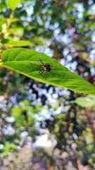 Spider Trapped Fly. Nature Video slow-motion satisfying relaxing