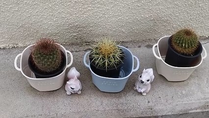 サボテン