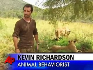 African Lions Accept Man As One of Their Own