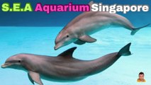 Sea Aquarium Singapore Tour | Resorts World Sentosa | Singapore | Singapore Oceanarium | Saltwater Aquarium | Aquarium | 9
