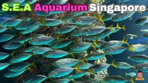 Sea Aquarium Singapore Tour | Resorts World Sentosa | Singapore | Singapore Oceanarium | Saltwater Aquarium | Aquarium | 11