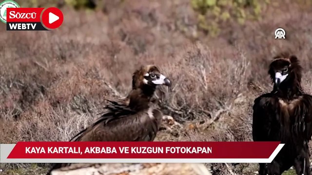 Kaya kartalı, akbaba ve kuzgun fotokapanla görüntülendi