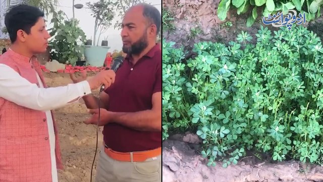 Pakistani Transformed His House Into A Home Garden - Birds Come And Sing On The Plants All Day Long