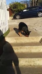 Just For Laughs Gags – Features prank videos and f