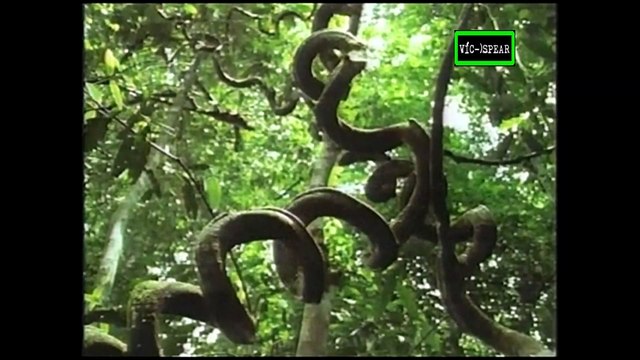Vida Salvaje: Orangutanes - Documental (1994) Español Latino