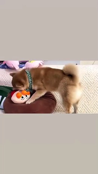 Bucket Bear Bucket