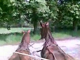 Tour en calèche au château de Fontainebleau