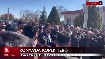 Konya'da köpek terörü: Vatandaşlar sorunu biz çözeriz tepkisinde bulundu
