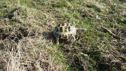 March marching 🐢️🌞️