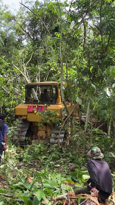 Efficiency of D6R XL Bulldozer Technology for Oil Palm Plantations