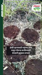 होळी दहनासाठी लागणारी गाईच्या शेणाची पारंपरिक गोवरी कशी तयार होते?