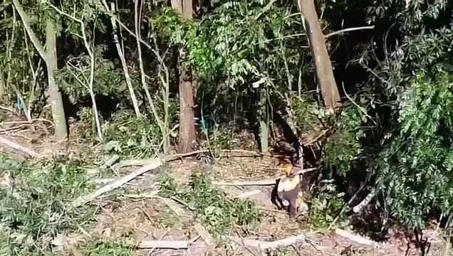 Denuncian tala masiva de árboles en zona ecológica por minera Barrick Gold