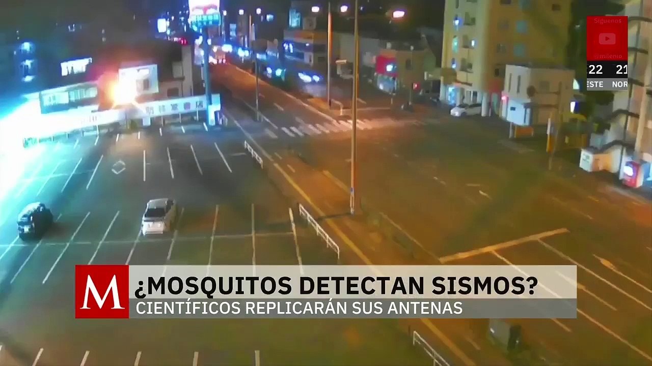 Estudio científico busca mejorar los censores de sismos mediante estudios en los mosquitos
