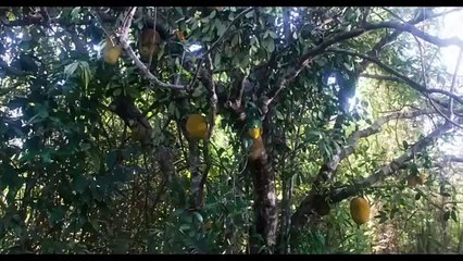 2 Japanese Soldiers In A Jungle For Almost 20+ Years