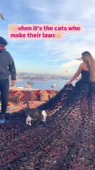 Cat Interrupts Photoshoot by Refusing to Move