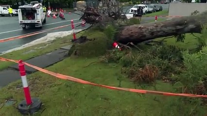 Trees crush house, block roads as ex-Cyclone Alfred hits eastern Australia