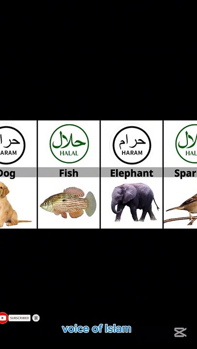 Halal and Haram Shorts video