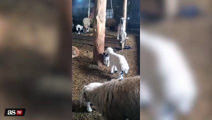 Puppy and Lamb Get into a Tussle, Moms Step In: An Epic Scene Unfolds!