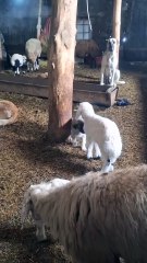 PERRITO VS CORDERITO E IRRUMPEN LAS MADRES EN LA PELEA, ¡BUENÍSIMO!