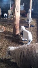 Puppy and Lamb Get into a Tussle, Moms Step In: An Epic Scene Unfolds!