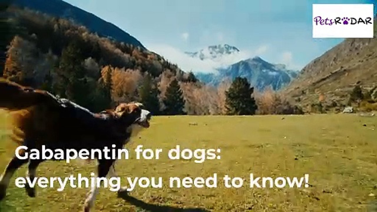 Gabapentin For Dogs: What You Need To Know
