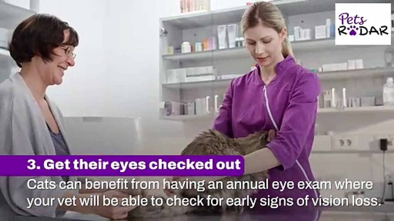 How To Protect Your Cat's Eye Health
