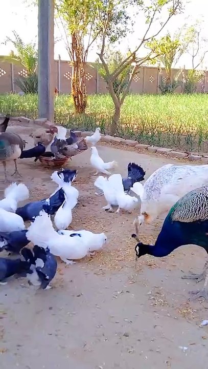 New Pigeons New Peacocks