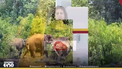 അതിരപ്പിള്ളിയിലെ കാട്ടുകൊമ്പനെ ചികിത്സിക്കുന്നതിൽ തീരുമാനം വിദഗ്ധ സംഘത്തിന്റെ റിപ്പോർട്ടിന് ശേഷം