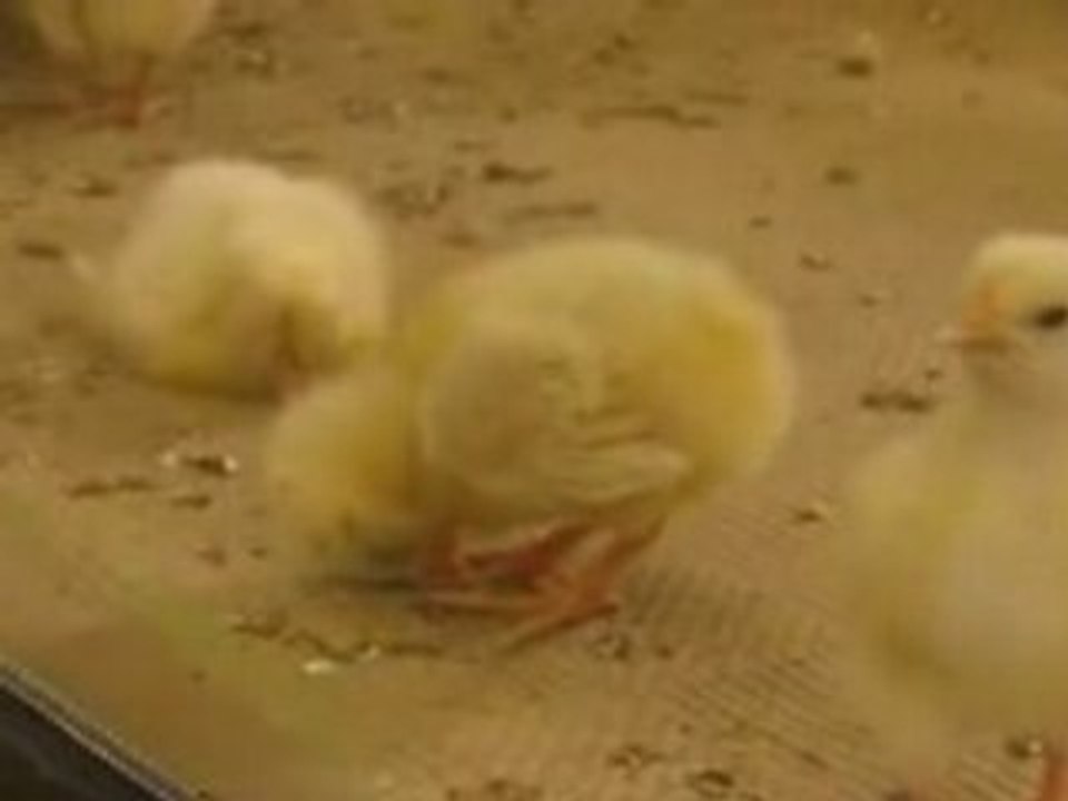 LesCretins.com - Poussin narcoleptique