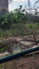 Animaya en Mérida, Yucatán, México.