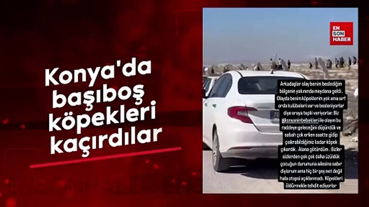 Konya'da başıboş köpekleri kaçırdılar