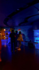 "Exploring the wonders of the ocean at the Sea Life Museum Bangkok! 🐟✨