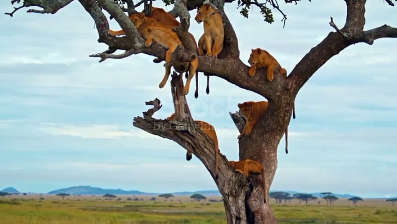 Funny Creatures