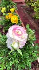 Beautiful Pink Flowers