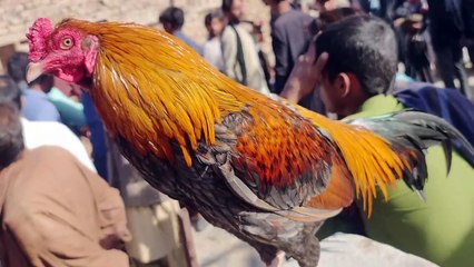 aseel murga mandi rahim yar khan sunday 8 december 2024