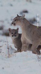 Born blind and deaf, pumas cubs rely heavily on their mums to survive