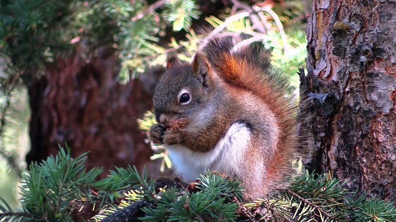 KANADA ALASKA Der Ruf des Nordens Film