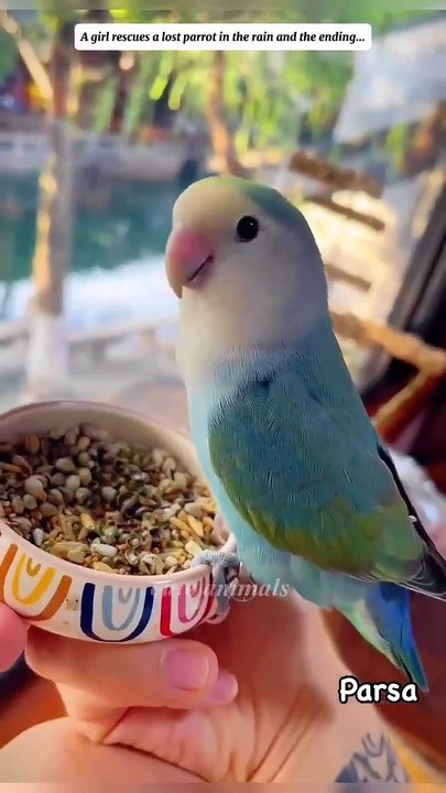 Garota resgata periquito congelado na chuva e vídeo viraliza na internet (Vídeo)
