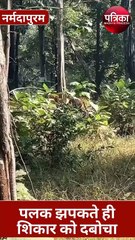 पलक झपकते ही अपने शिकार को दबोच लेता है बाघ, Video देख रह जाएंगे हैरान