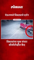 येऊरमधील मुख्य रस्त्यावर दोन बिबट्यांचा मुक्त संचार_1