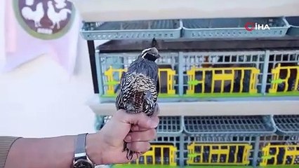 Yumurtadan çıkarıp yetiştiriyor! Dünyadan talep yağıyor!