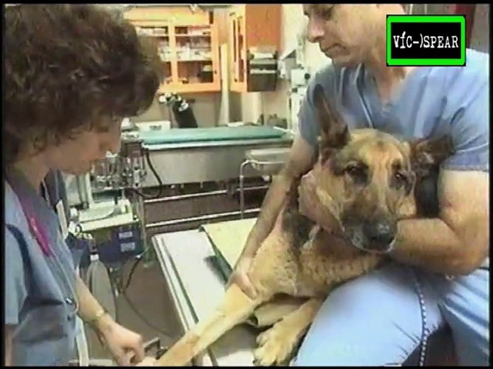 Nova: Hospital para Animales - Documental (1998) Español Latino