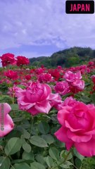 Flowers Unique Harvest Technique 🌺🌹⚘🌷🌼🌻💐#farming #Nature #short #viral #flowers